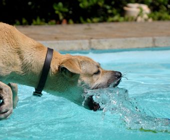 cachorro na piscina