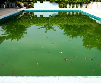 Tipos de algas na água da piscina e como tratá-las hth